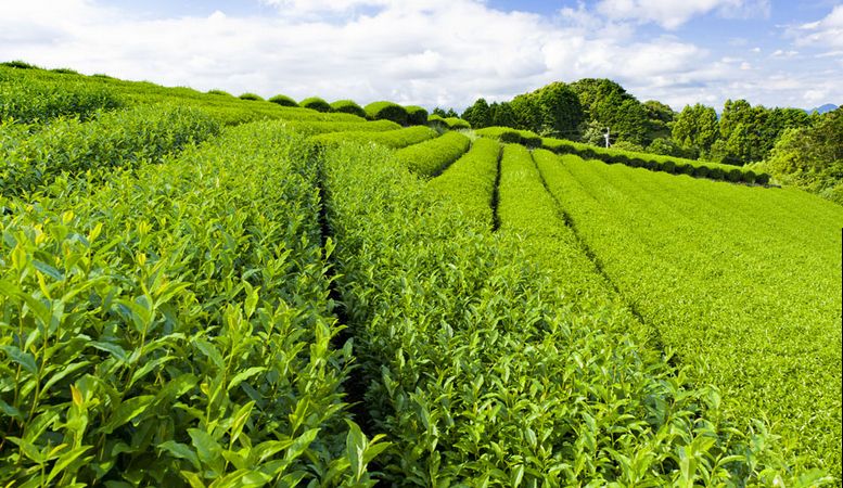 茶葉包裝機的特點(diǎn)，茶葉包裝機廠(chǎng)家有哪些？